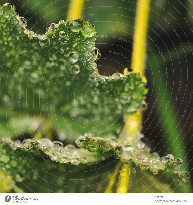 Frauenmantelblätter mit Regentropfen Alchemilla Tropfen Regennass Tropfenbild hydrophob Wassertropfen Regenwetter Grünpflanze Gartenpflanze Regenstimmung