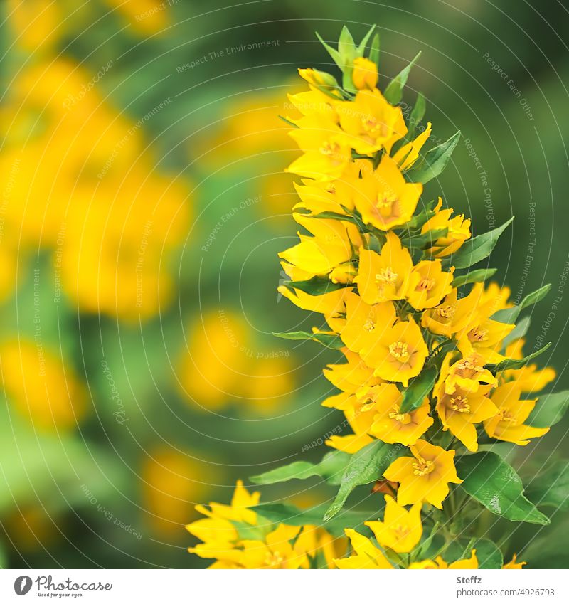 gelbe Zierpflanze - Punktierter Gilbweiderich Gartenpflanze Staude Gartenblumen gelbe Blüten goldgelb blühen sonnig gelb gelbe Blütenblätter Sommerfarben