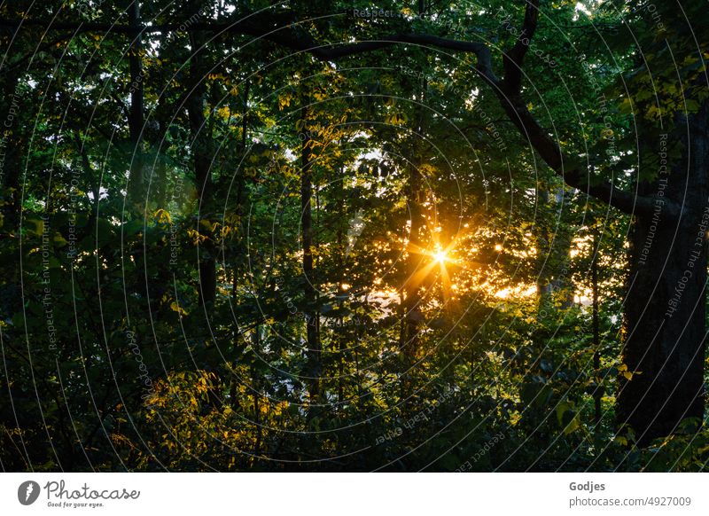 Die Abendsonne scheint durch das Blätterdach eines Waldes Sonnenstern Sonnenstrahlen Sonnenlicht Natur Baum Farbfoto Gegenlicht Außenaufnahme Licht Menschenleer