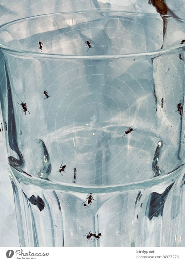 Ameisen in einem Glas Apfelsaft Sommer Café rennen hellblau weiße Farbe weißer Hintergrund