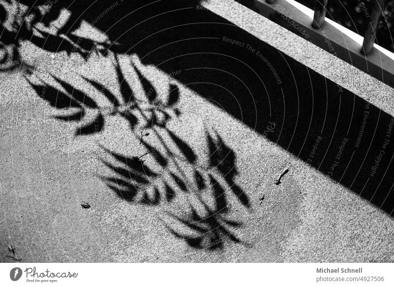 Pflanzenschatten auf dem Bürgersteig neben einem Geländer schatten und licht Schatten Schattenspiel Schattenseite Schattendasein Silhouette Licht Sonnenlicht