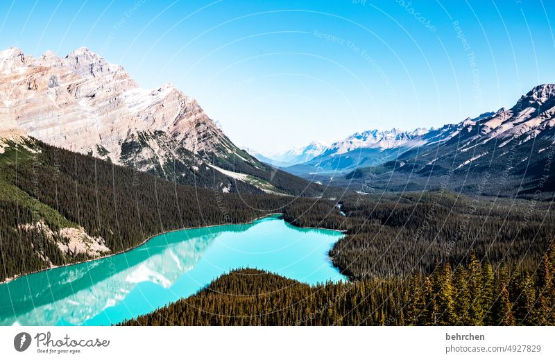*2 8 0 0* canadadreaming Kanada See Peyto Lake Gletscher Berge u. Gebirge Wald Bäume Landschaft Außenaufnahme Natur Rocky Mountains Farbfoto Nordamerika Himmel
