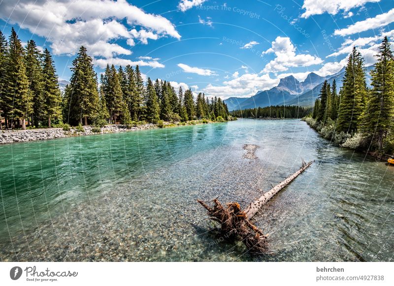 oh tannenbaum | opfer Wasser Abenteuer Wald Bäume Ferne Fluss Ausflug Ferien & Urlaub & Reisen Fernweh Banff National Park besonders fantastisch Alberta Himmel