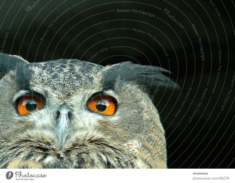 Ein-Blick Feder Vogel Greifvogel Nacht Klebstoff Auge Detailaufnahme sxchnable