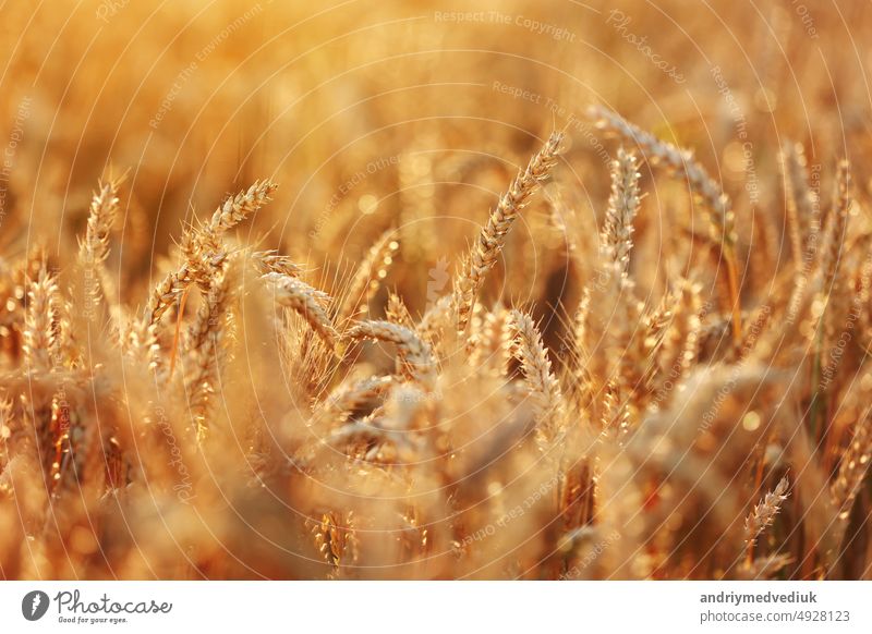 Weizenfeld, goldene Weizenähren wiegen sich im Wind. Blick auf reifende Weizenfeld am Sommertag. Agrarindustrie in der Ukraine. Hungersnot in der Welt. Russland Krieg in der Ukraine