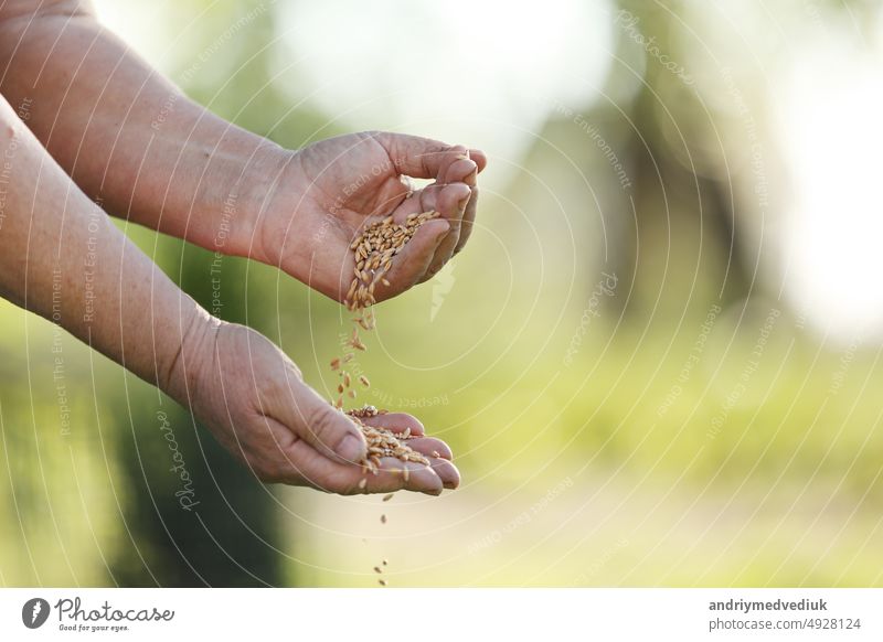 Frauenhände gießen Weizenkörner durch ihre Finger. Frühjahrsernte auf den Feldern. Nahaufnahme. Das Konzept der Landwirtschaft Korn Ackerbau Agronomin Müsli