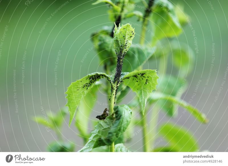 Beschädigte schwarze Johannisbeerblätter von einem schädlichen Insekt, den Blattläusen, Stock Footage Video Buchse schwarze Johannisbeere Krankheit Garten