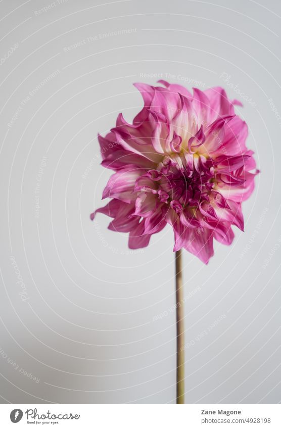 Rosa Dahlie, minimaler ästhetischer Hintergrund Ästhetik rosa magenta Dahlien sehr wenige Sommer Textfreiraum weich verträumt sanft weiblicher Hintergrund