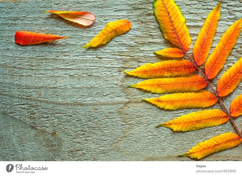 Blätter fallen schön Dekoration & Verzierung Umwelt Natur Pflanze Herbst Blatt Holz glänzend hell trocken gelb rot Brett Esche Farbe Hintergrundbild