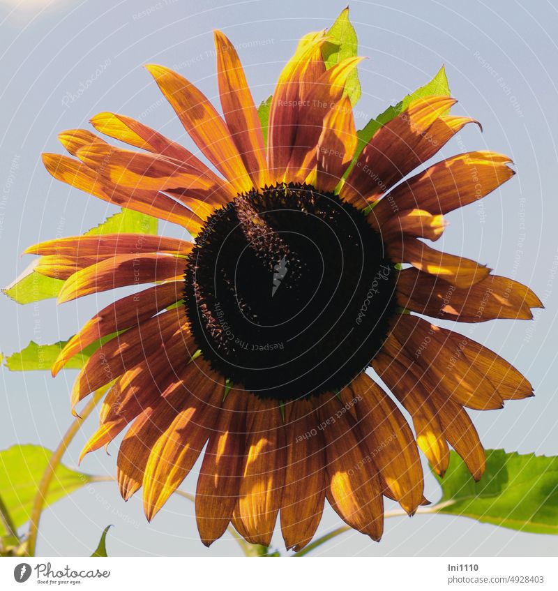 kleinbleibende Sonnenblume Sommer Sonnenschein Licht und Schatten Pflanze Blume einjährig Helianthus Sorten Blütenstand Blütenscheibe Zungenblüte kupferfarbig