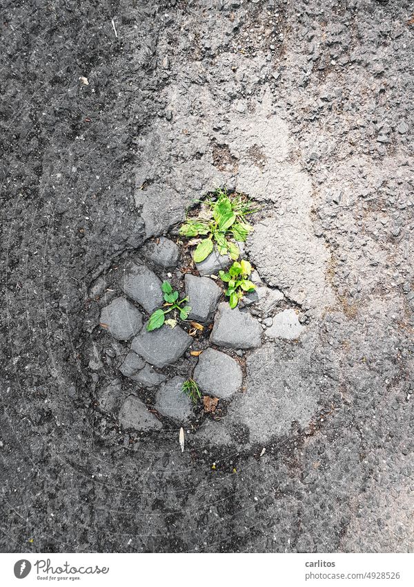 Das ist der Durchbruch !  | Aufgebrochener Asphalt Straße Kopfsteinpflaster Schlagloch Pflanze Unkraut Wege & Pfade Stein Pflastersteine Straßenbelag