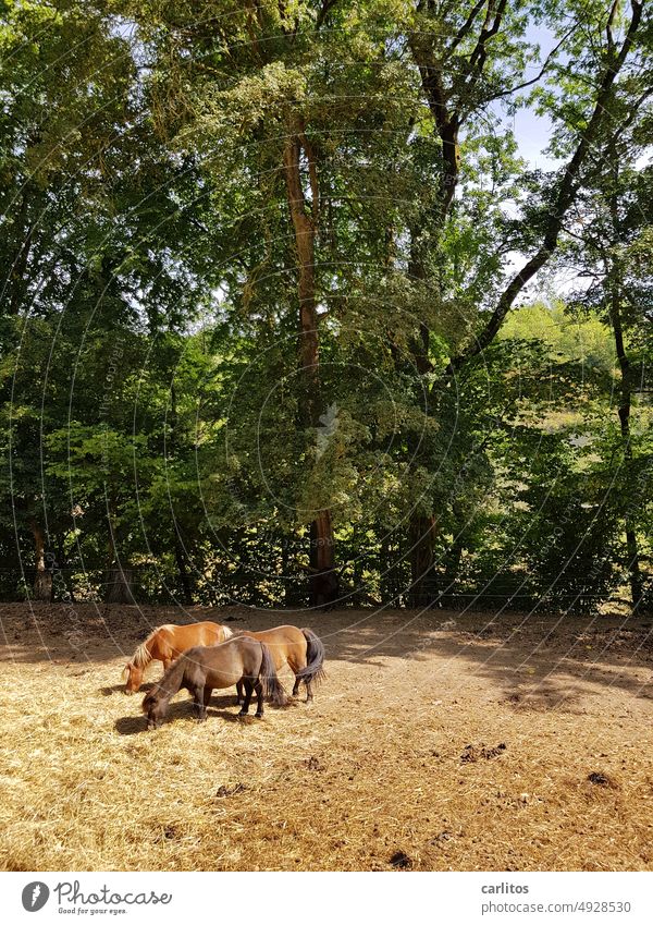 Drei Ponys mit Stroh im Kopf Pferd Nutztier Hobby Freizeit Tierhaltung Auslauf Landschaft Sommer Fütterung Waldrand Lichtung Natur Gras Weide Landwirtschaft