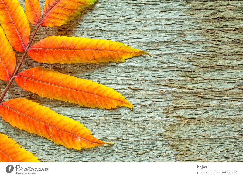 Blätter fallen schön Dekoration & Verzierung Umwelt Natur Pflanze Herbst Blatt Holz glänzend hell trocken gelb rot Romantik Stimmung Brett Esche Farbe