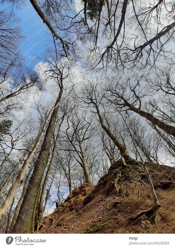 kahle Bäume auf einem Hügel mit wolkigem Himmel aus der Froschperspektive Wald Frühjahr Teutoburger Wald Landschaft Natur Menschenleer Außenaufnahme hoch