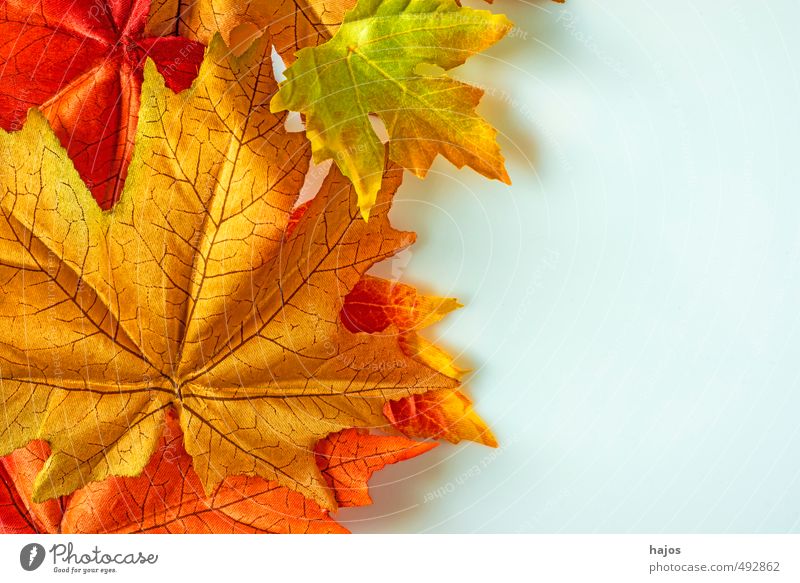 Blätter fallen schön Dekoration & Verzierung Umwelt Natur Pflanze Herbst Baum Blatt glänzend hell trocken gelb rot ahorn Brett Farbe Hintergrundbild