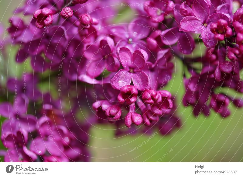 violette Fliederblüten und Fliederknospen vor grünem Hintergrund, Nahaufnahme Blume Blüte lila dunkelviolett Frühling Makroaufnahme blühen Natur Pflanze