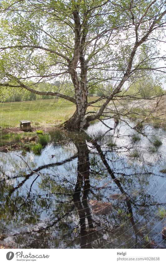 Birke mit Spiegelung im Moorsee, auf einer Wiese steht eine Bank Baum Frühling Himmel Wolken Natur Landschaft Stille Ruhe Idylle idyllisch Außenaufnahme Wasser