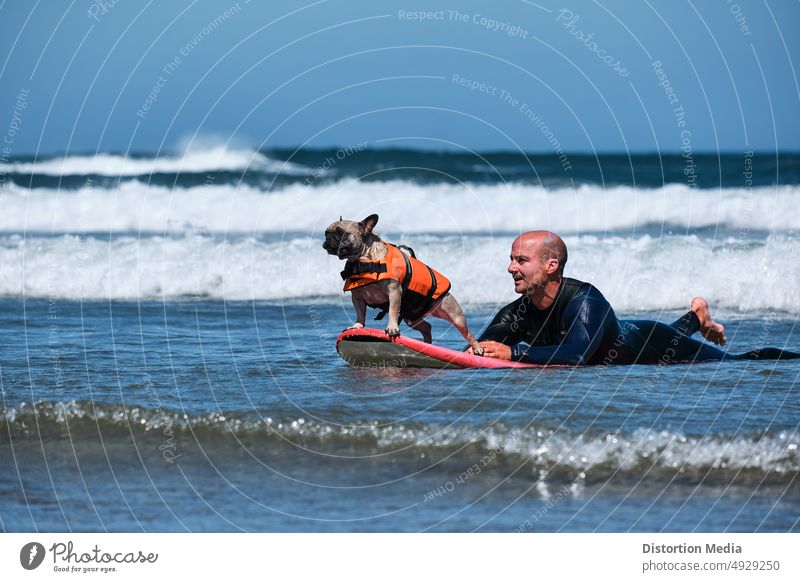 Surfer und sein Mops-Hund spielen im Wasser mit einem Surfbrett Aktivität Abenteuer Abenteuer Hund Strand blau Küste Begleiter extrem Spaß Feiertag