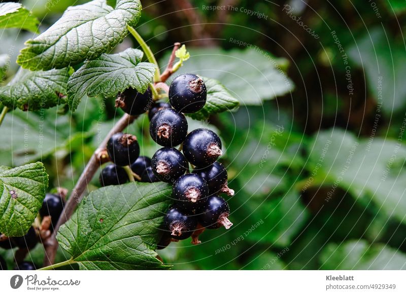Reife Schwarze  Johannisbeeren  hängen am Strauch - Nahaufnahe Lebensmittel Bioprodukte Vegetarische Ernährung Frucht Beeren Farbfoto Sommer frisch lecker