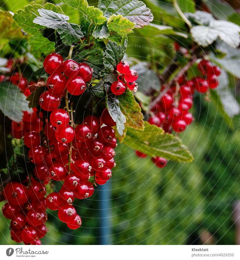 Reife Rote Johannisbeeren hängen am Strauch - reiche Ernte Rote Johannisbeere, Frucht frisch Beeren Lebensmittel süß Gesundheit Bio Bioprodukte Gartenernte