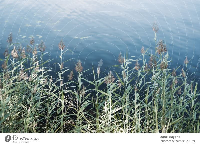 Grashalme am See Seeufer blau und grün Blauwasser klares Wasser Seewasser Küstenstreifen Ende des Sommers cool Landschaft Textur Pflanzen sauberes Wasser