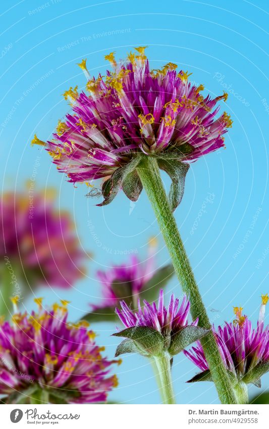 Blütenstände von Gomphrena globosa, dem echten Kugelamaranth Blütenstand aus Südamerika einjährig Heilpflanze Sommerblüher Fuchsschwanzgewächse Pflanze Blume