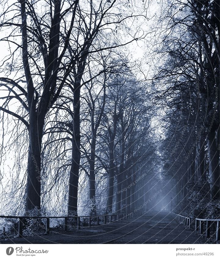 Blaue Sekunde Baum Nebel Morgen Holz gruselig Baumkrone Teer Morgendämmerung koloriert Wege & Pfade Geländer tief Kies