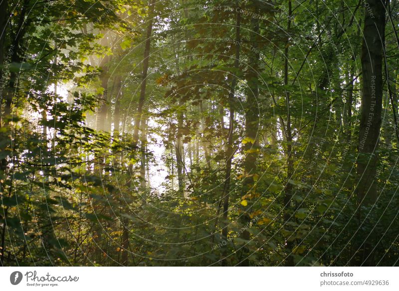 Wald im Morgenlicht Sonnenlicht Natur Outdoor Sonnenstrahlen Komorebi Bewusstsein Meditation Psychologie Trauer freude Bäume Licht