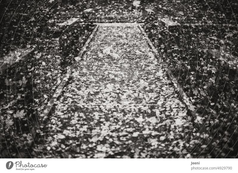 Blätterwerk Steg Wege & Pfade Herbst herbstlich Laub Waldweg Park Stadtpark Jahreszeiten Doppelbelichtung schwarzweiß Schnee ungenau undeutlich Natur