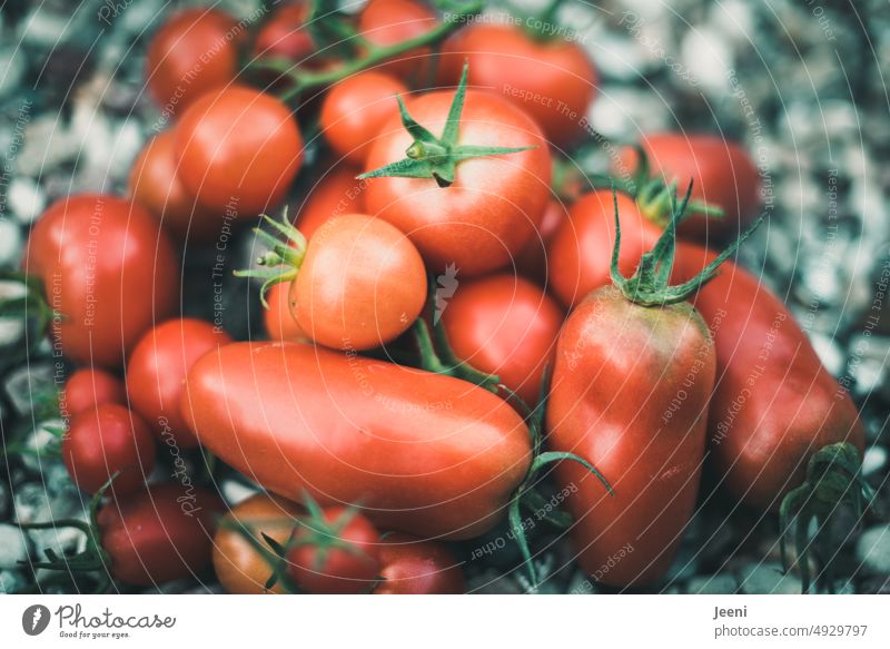 Frische Tomaten viele Ernte rot Gemüse organisch frisch reif lecker Ernährung Lebensmittel Vegane Ernährung Vegetarische Ernährung Vitamin Foodfotografie