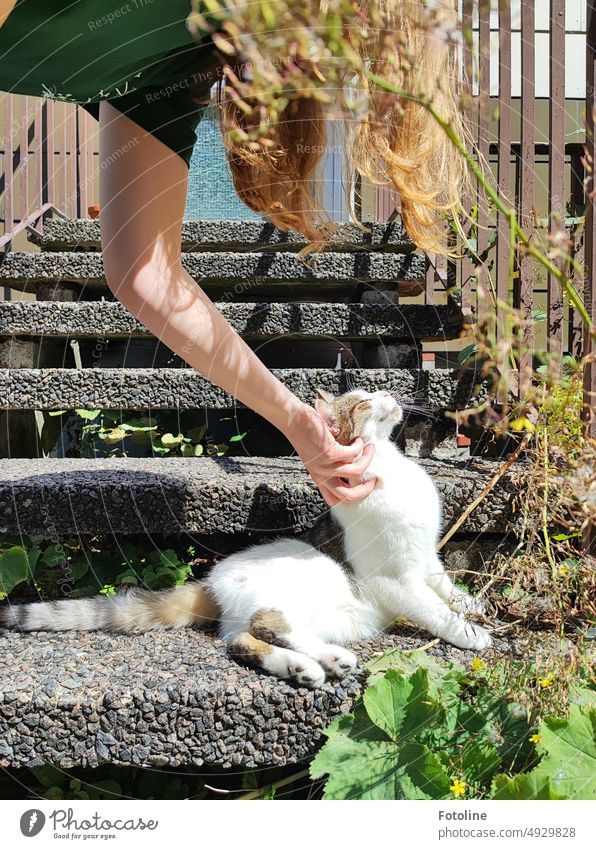 Eine junge Frau verabschiedet sich von einer unheimlich verschmusten Hauskatze. Die Katze genießt die Streicheleinheiten in der Sonne auf der Treppe. Fell