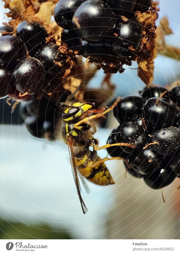 Eine Wespe macht mir die schönen reifen Brombeeren streitig, die ich eigentlich auf dem Heimweg naschen wollte. Insekt Tier Makroaufnahme Schwache Tiefenschärfe