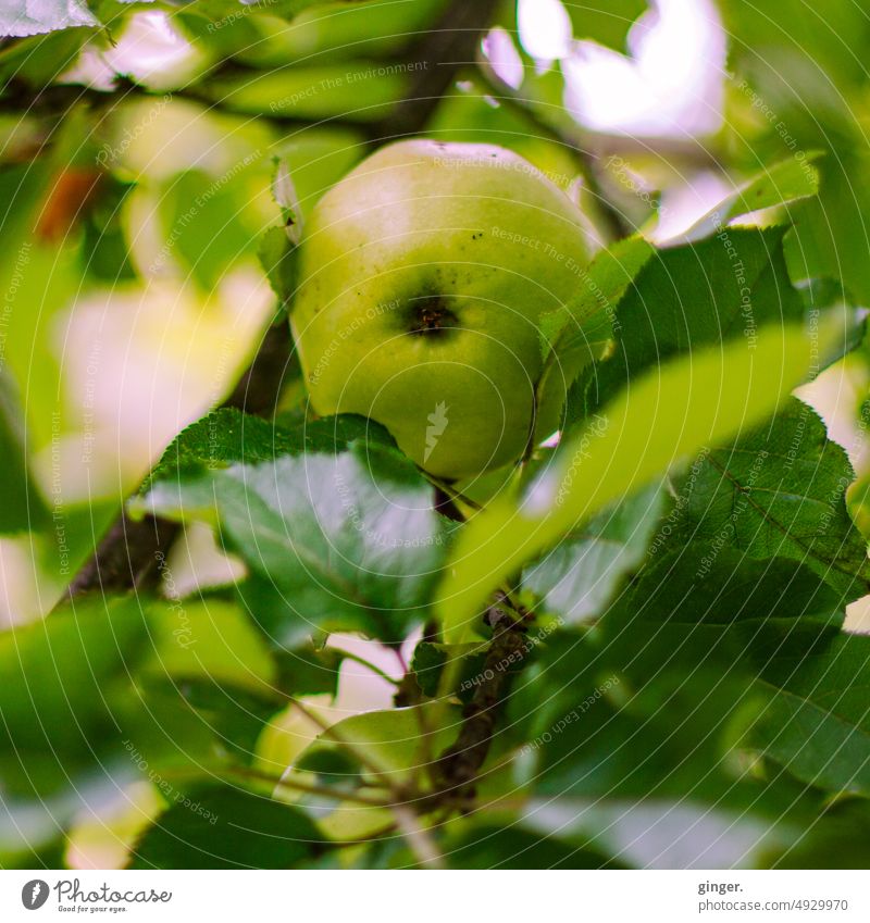 Pick me - Apfel am Baum grün hellgrün Natur Zweig Blatt Blätter Pflanze frisch Ast Wachstum Außenaufnahme Nahaufnahme Menschenleer natürlich Garten Farbfoto