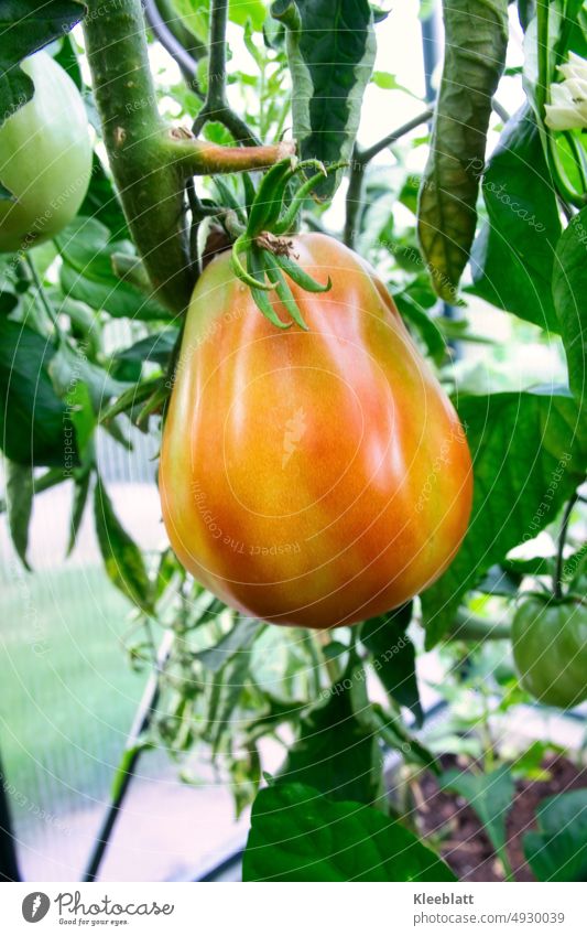 Cuore di bue - Ochsenherzen Tomate am Strauch hängend im Treibhaus italienisch Cuore di bue Ochsenherzen Tomaten Bio Garten Gemüse Lebensmittel Gesundheit