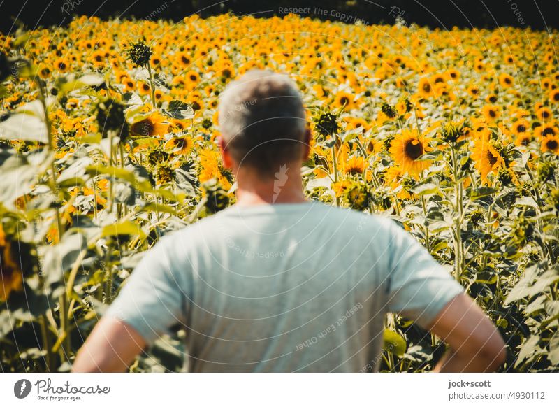 Sommer, Sonnenschein, Sonnenblumen und ich Sonnenblumenfeld Natur gelb Blühend Sonnenlicht Unschärfe Blumenfeld Nutzpflanze Wachstum Erholung Mann Rückansicht