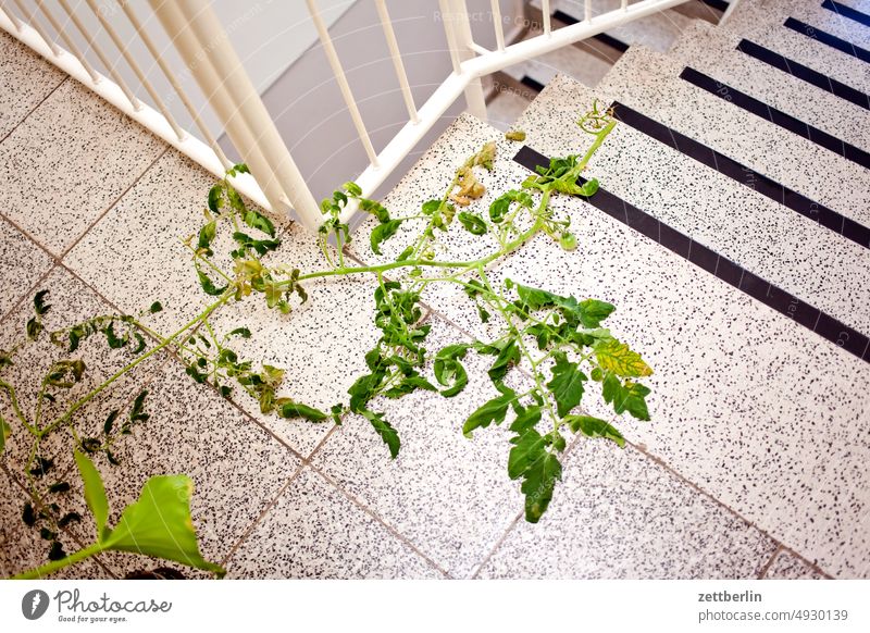 Tomatenranke im Treppenhaus absatz abstieg abwärts aufstieg aufwärts fenster geländer mehrfamilienhaus menschenleer mietshaus stufe textfreiraum treppe