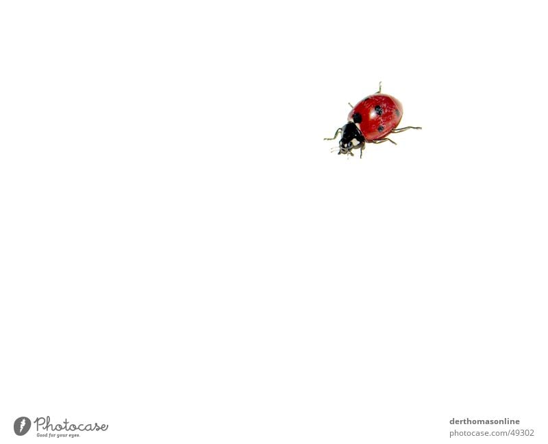 Kleines Biest Marienkäfer rot schwarz gepunktet Insekt Hintergrundbild weiß flach schön süß Freisteller Schiffsbug einfach simpel klein Sommer springen Käfer