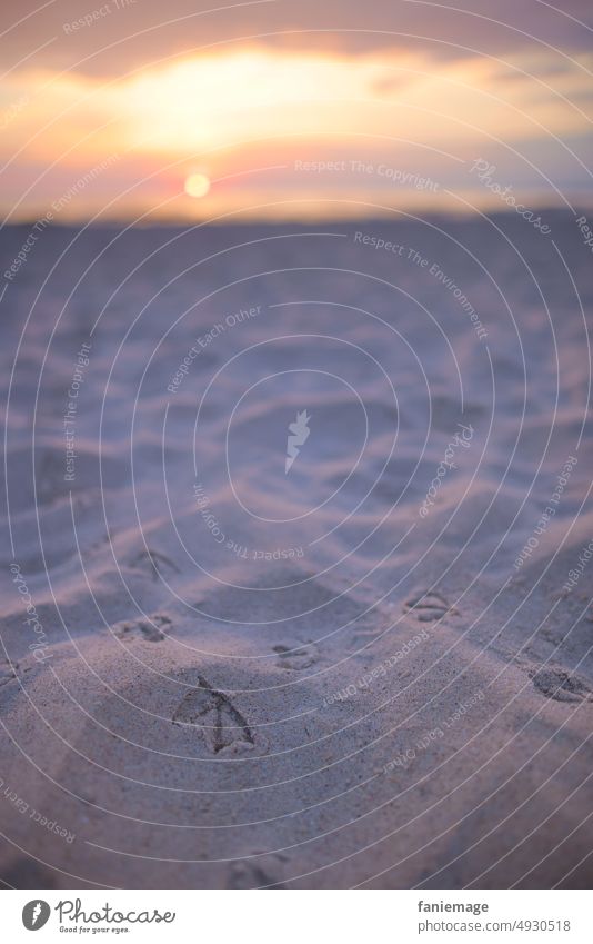Möwenspaziergang bei Sonnenaufgang Sand Meer Sandkörner lustig Tierwelt Tierfotografie Spuren im Sand Sonnenlicht Sommer morgens früh Spaziergang spazieren