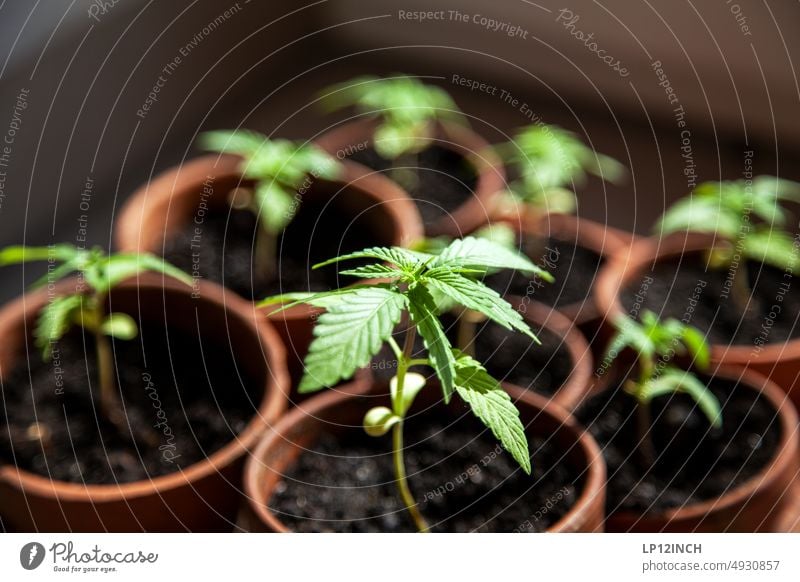 sWEED. III hanfpflanze Hanf Pflanze grün Cannabis Rauschmittel Medikament Alternativmedizin Gras Cannabisblatt Wachstum THC Marihuana Betäubungsmittel