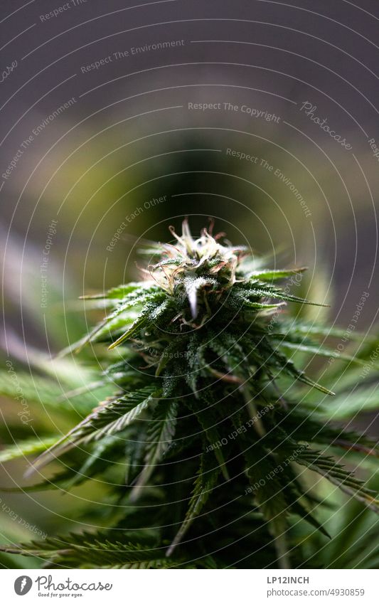 sWEED. IV Cannabis Blüte Alternativmedizin Hanf THC Gras Medikament Marihuana Pflanze legalisieren natürlich Dope weed Trichome Erntezeit Buds Medizin grün Harz