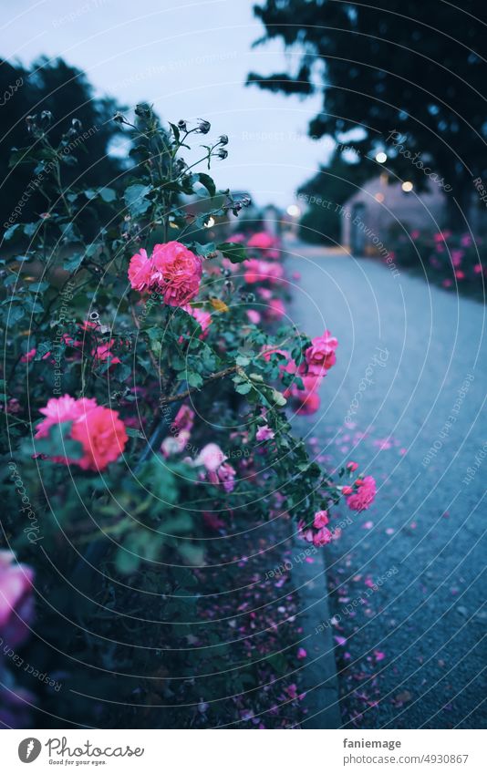 Abendspaziergang Rosen Weg Fluchtpunkt rosa Vordergrund Romantik romantisch Abenstimmung Atmosphäre blühen Rosenblüten gesäumt Geländer Schlosspark blaue Stunde