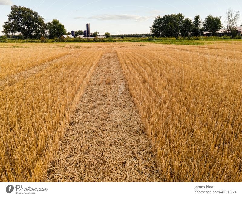Ländliche Farm Feld in Wisconsin Blick auf Weizenfelder Horizont sonnig natürlich Natur Land Korn Hintergrund Ackerbau Pflanze Dröhnen Wachstum golden im Freien