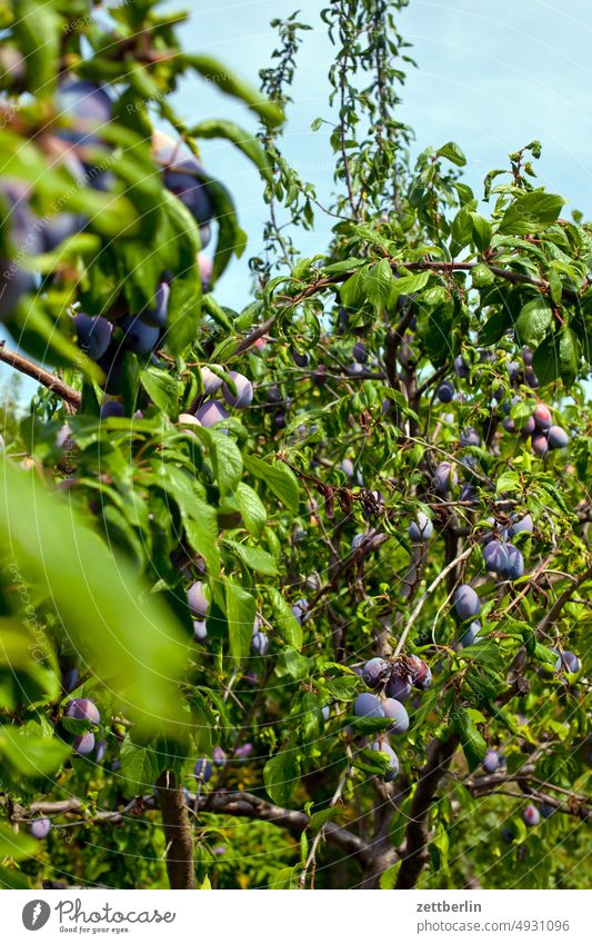 Auch lauter Pflaumen auf Pflaumenbaum pflaume ernte pflaumenbaum ast obst frucht herbst erholung erwachen ferien garten himmel vitamine kleingarten