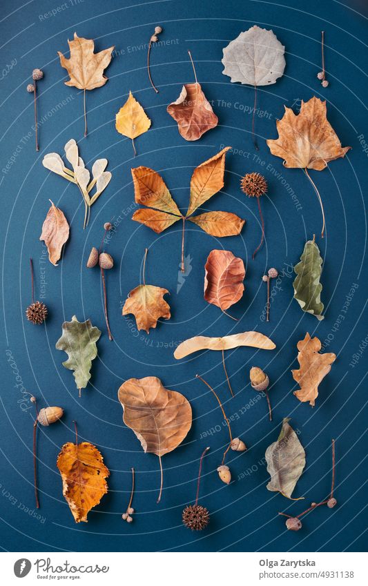 Herbstmuster auf dunkelblauem Hintergrund. fallen Trockene Blätter Muster Eicheln sehr wenige Design aple Aspen Blatt braun kreativ Draufsicht Kastanie Kegel
