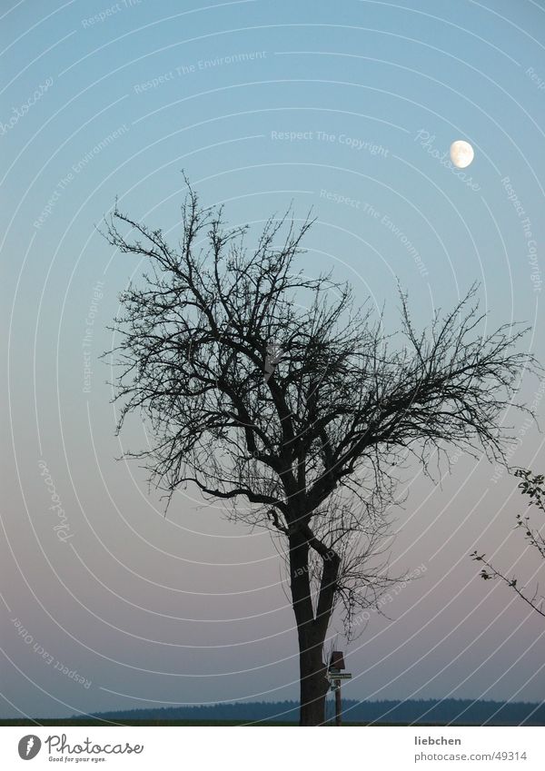 Mondsichtig Baum Abend Himmel