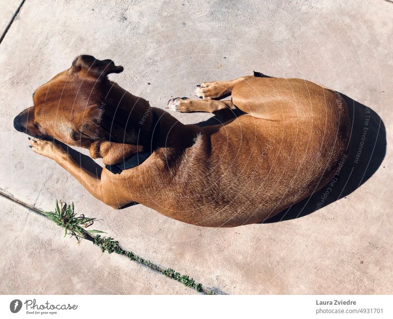 Er liebt die Sonne Hund Hund ruhend Sonnenlicht Betonboden Haustier Farbfoto Tierporträt Tageslicht