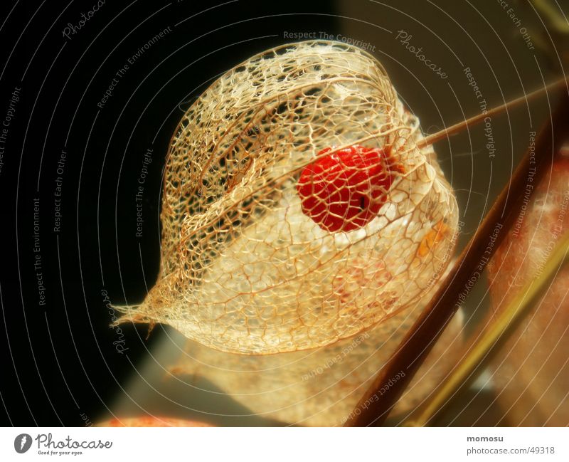 wenn das Innere sichtbar wird Lampionblume Herbst Gitter Samen pflanze detail