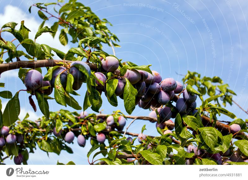 Lauter Pflaumen auf Pflaumenbaum pflaume ernte pflaumenbaum ast obst frucht herbst erholung erwachen ferien garten himmel vitamine kleingarten