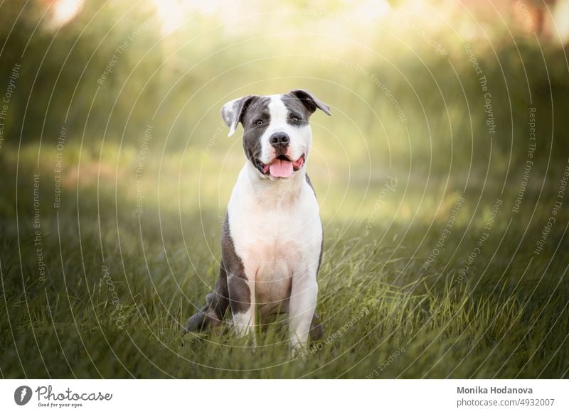 Der junge Stafford sitzt auf einer Wiese. Der American Staffordshire Terrier ist eine Hunderasse, die ihre Vorfahren in englischen Bulldoggen und Terriern hat. Ihre engsten Verwandten, die American Pitbull Terrier.