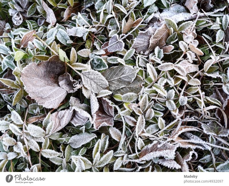 Laub und Blätter mit Raureif nach Nachtfrost im Winter in einem Garten in Oerlinghausen bei Bielefeld am Hermannsweg im Teutoburger Wald in Ostwestfalen-Lippe